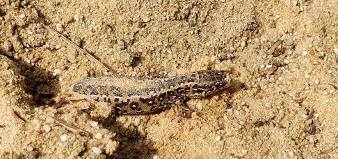 Zauneidechse, Weibchen bei der Eiablage