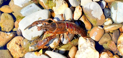 Flusskrebs