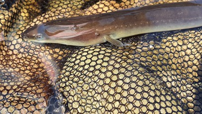 Europäischer Aal (Anguilla anguilla)