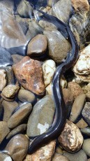 Europäischer Aal (Anguilla anguilla)