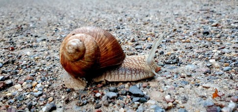 Weinbergschnecke (Helix pomatia)
