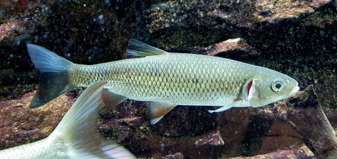 Döbel (Squalius cephalus, Syn.: Leuciscus cephalus)