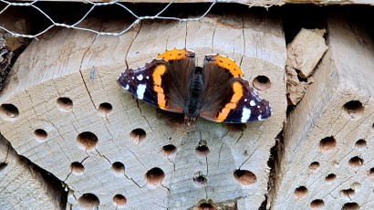 Admiral (Vanessa atalanta, Syn.: Pyrameis atalanta)