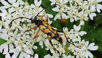 Gefleckter Schmalbock (Rutpela maculata)