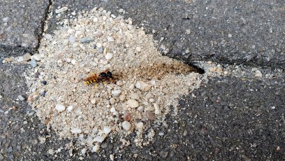 Grabwespe (Spheciformes)