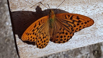 Kaisermantel oder Silberstrich (Argynnis paphia)