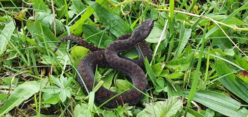 Kreuzotter (Vipera berus) Jungtier