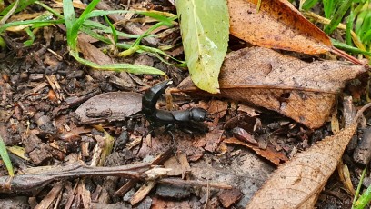 Schwarzer Moderkäfer (Ocypus olens)