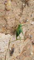 Punktierte Zartschrecke (Leptophyes punctatissima)