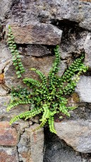 Braunstielige Streifenfarn (Asplenium trichomanes)