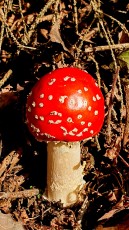 Fliegenpilz (Amanita muscaria)