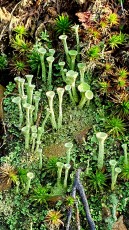 Trompetenflechte (Cladonia fimbriata)
