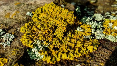 Gewöhnliche Gelbflechte (Xanthoria parietina)