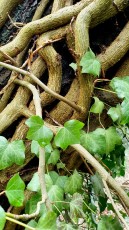 Efeu (Hedera helix)