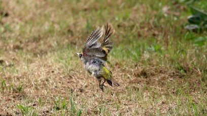 Grünspecht (Picus viridis)