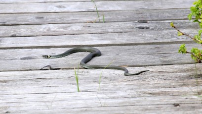 Ringelnatter (Natrix natrix)