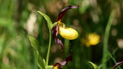 Gelber Frauenschuh (Cypripedium calceolus)