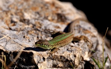 Zauneidechse (Lacerta agilis)