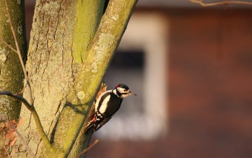 Buntspecht