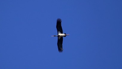 Schwarzstorch (Ciconia nigra)