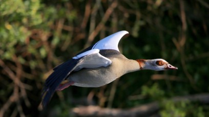 Nilgans (Alopochen aegyptiaca)