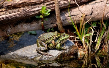 Teichfrösche bei der Paarung