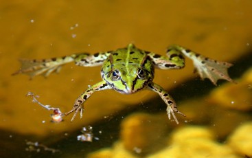 Teichfrosch