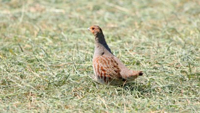 Rebhuhn