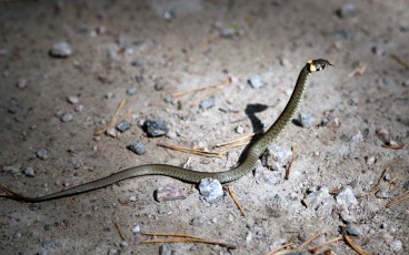 Ringelnatter (Natrix natrix)