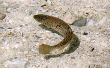 Bachforelle (Salmo trutta fario)
