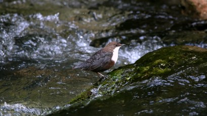 Wasseramsel oder Eurasische Wasseramsel (Cinclus cinclus)