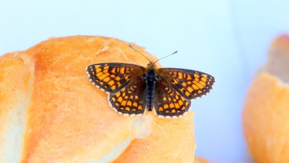 Wachtelweizen-Scheckenfalter (Melitaea athalia)