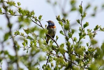 Blaukehlchen