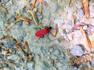 Scharlachroter Feuerkäfer