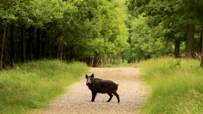 Wildschwein