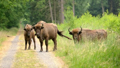 Wisent