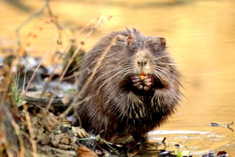 Nutria