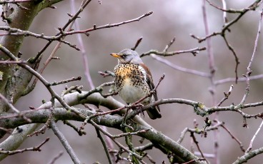 Wacholderdrossel (Turdus pilaris)