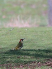 Grünspecht (Picus viridis)