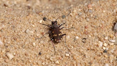 Dünen-Sandlaufkäfer