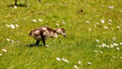 Nilgansküken